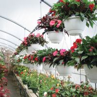 Pumpkin-Seed-new-guinea-impatiens-hanging-baskets.jpg