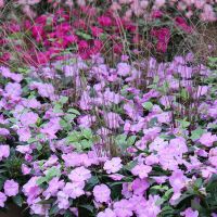 new-guinea-impatiens-lavender-pumpkinseed.jpg