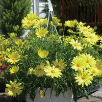 Pumpkin-Seed-daisey-hanging-baskets.jpg