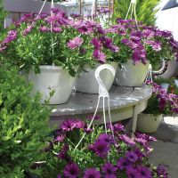 Pumpkin-Seed-hanging-baskets.jpg