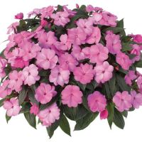 new-guinea-impatiens-pink-pumpkinseed.jpg