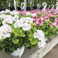 Pumpkin-Seed-geranium-hanging-baskets.jpg