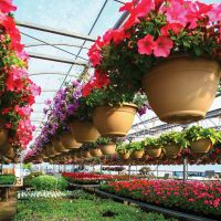 Pumpkin-Seed-green-house-hanging-baskets.jpg